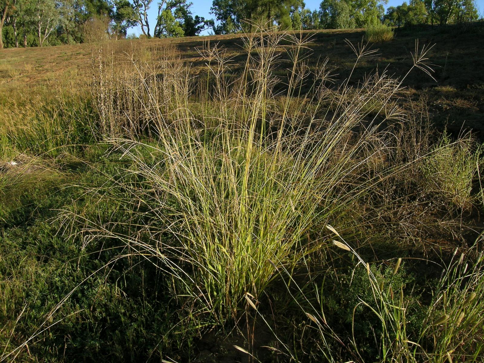 pangolagrass