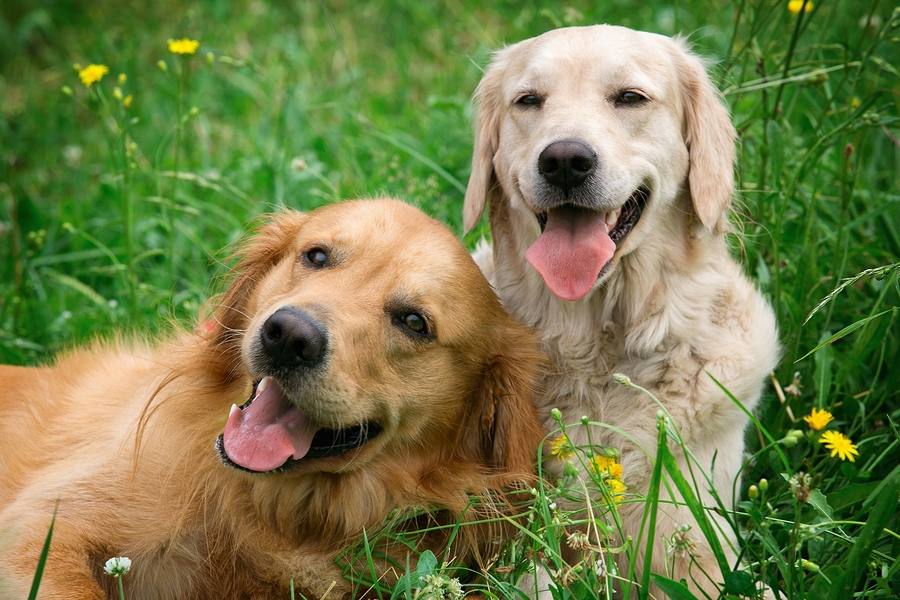 Portrait-of-two-young-dogs-pla.jpg