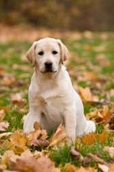 labrador-retriever-puppy-250.jpg