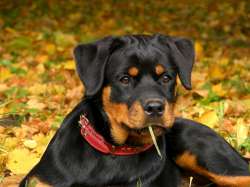 rottweiler-pup-lying-on-the-ground-250.jpg