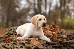 yellow-labrador-puppy-in-autum-250.jpg