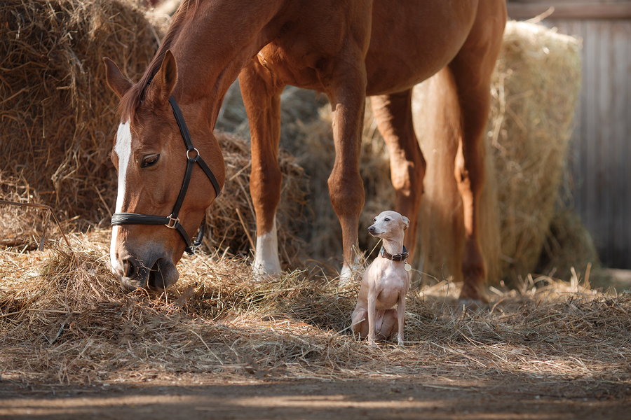 Horse-On-Nature-Portrait-Of-A.jpg