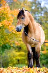 beautiful-horse-is-standing-in-250.jpg