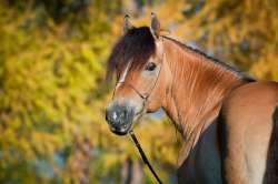 horse-portrait-in-autumn-250.jpg