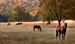 horses-in-fall-sun-250.jpg