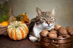 autumn-cat-250.jpg