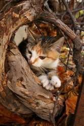 autumn-kitten-250.jpg