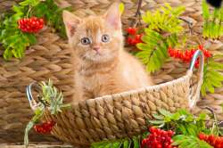 british-kitten-sitting-in-a-basket-250.jpg