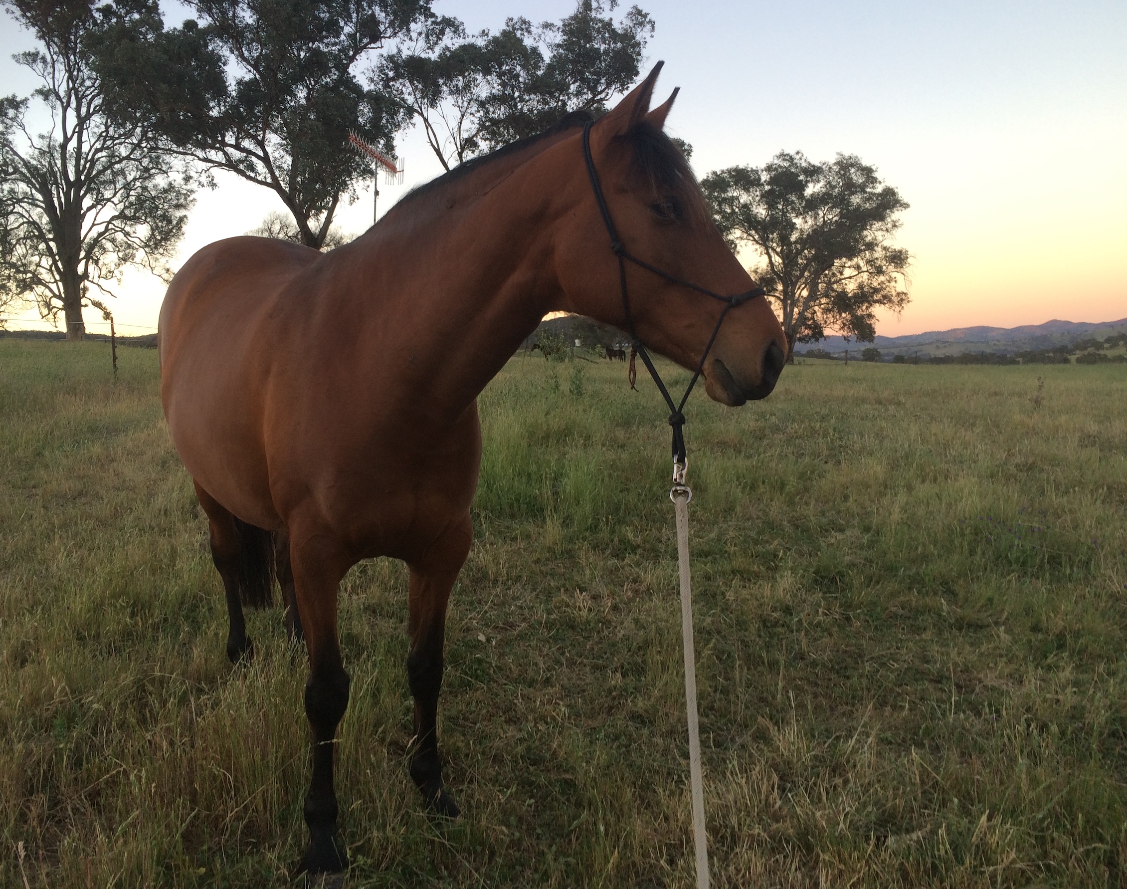 An Amazing Transformation Equine Sarcoids McDowell's Herbal Treatments