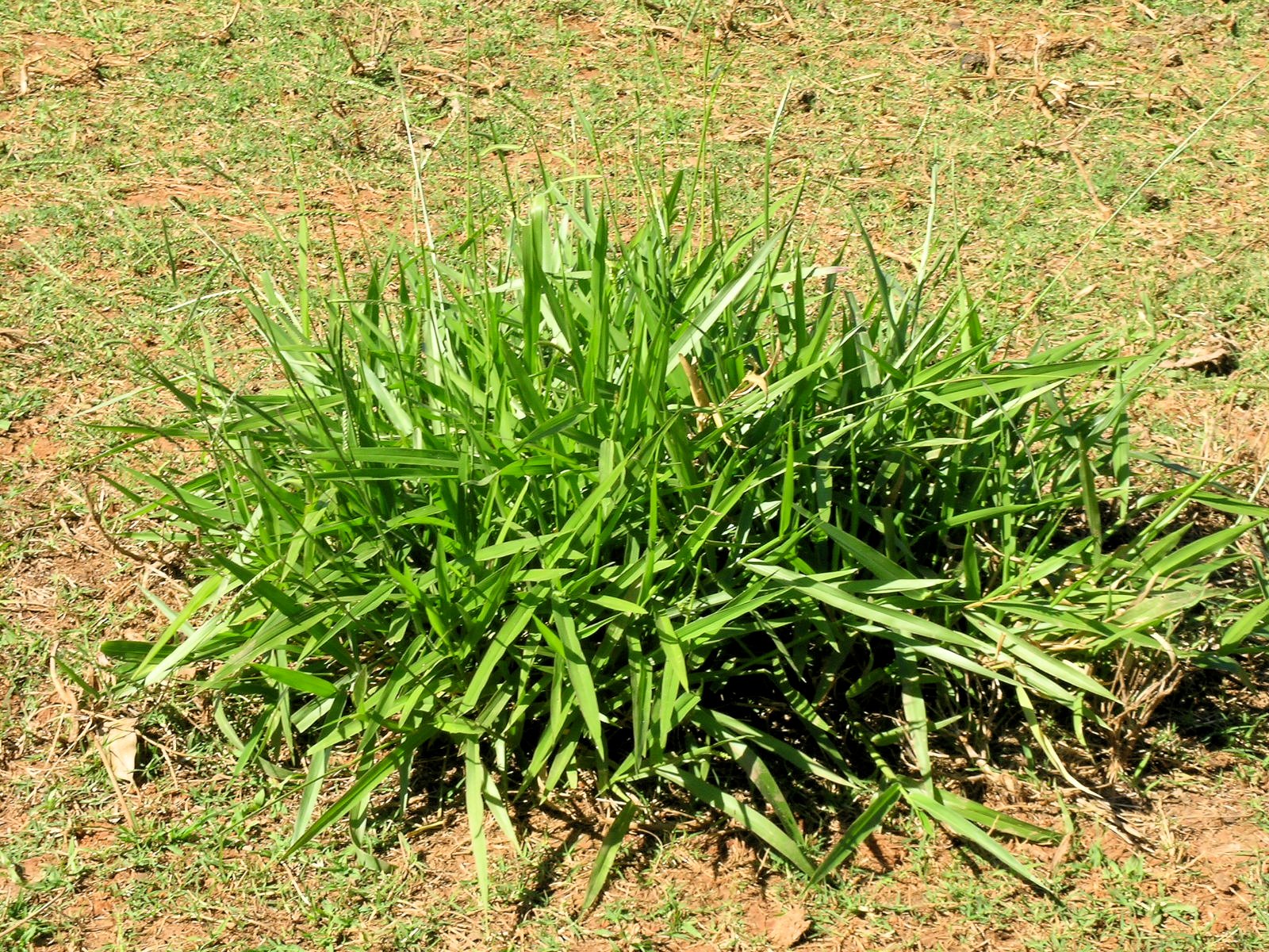 signalgrass