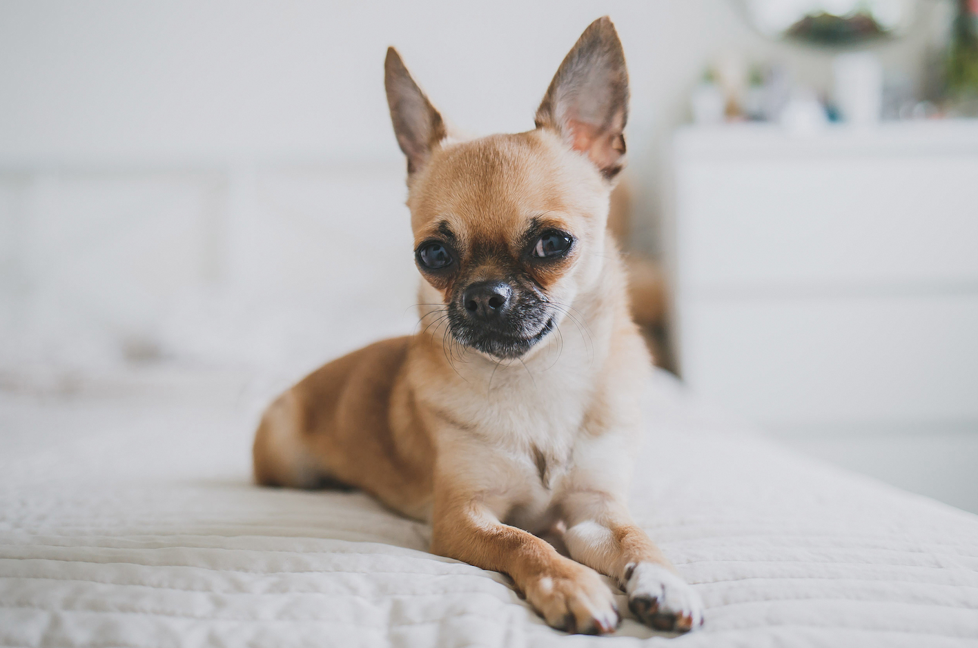 Dog heart murmur natural treatment cheap