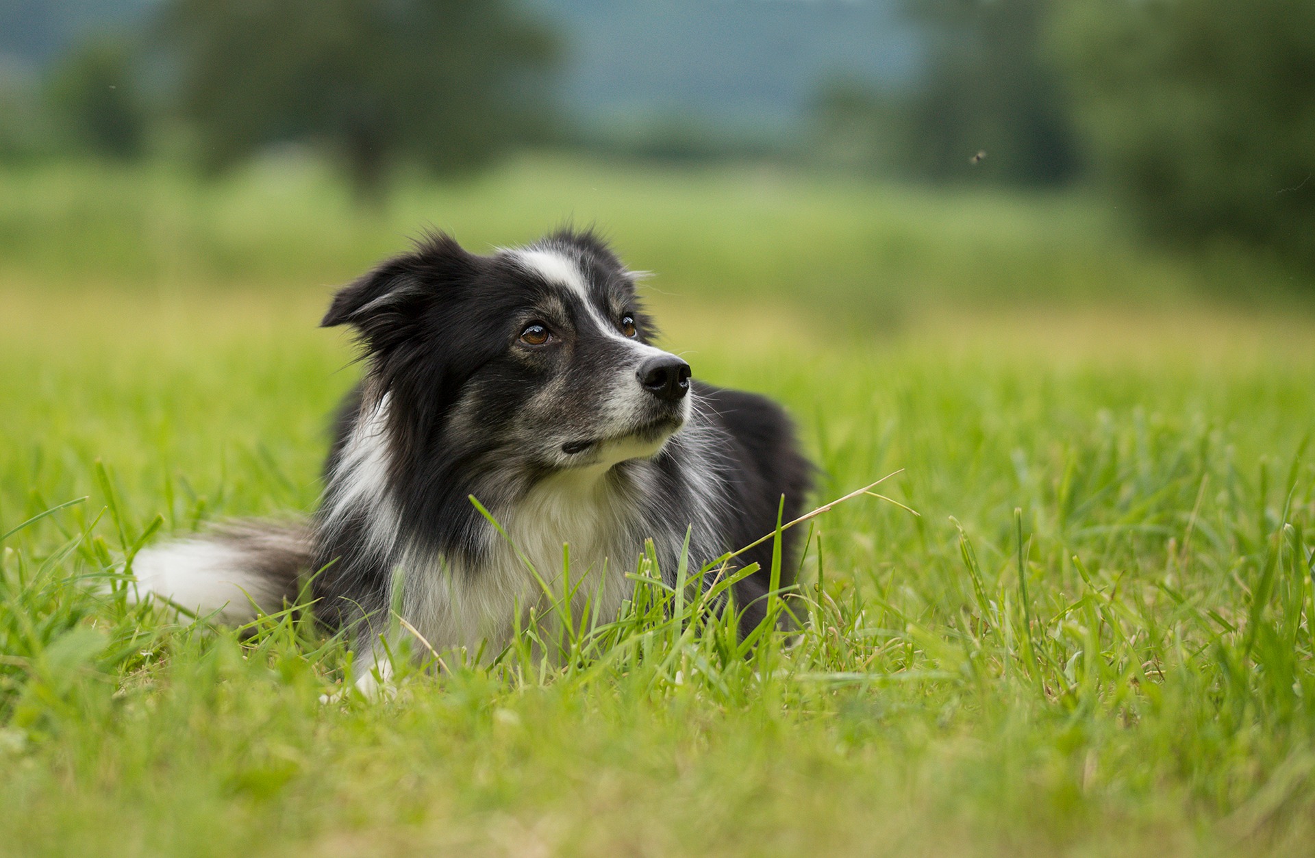 stock border collie grass SMLL