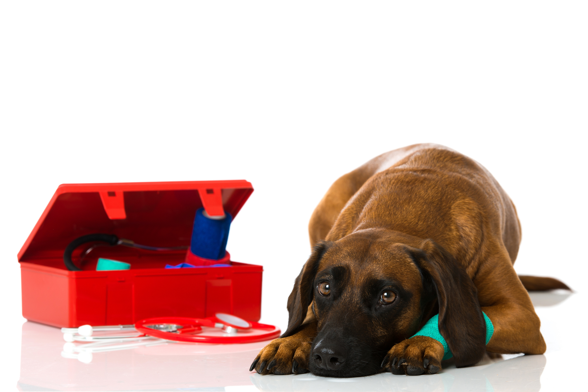 Dog with injured paw