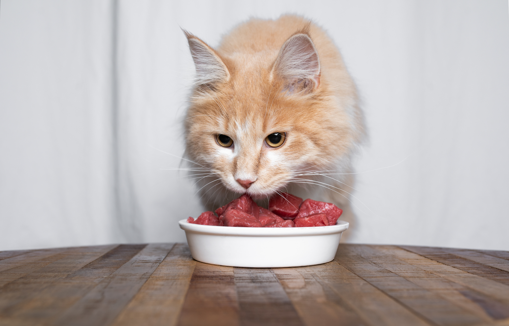 Можно котам давать сырое мясо. Коты стоковые фото.