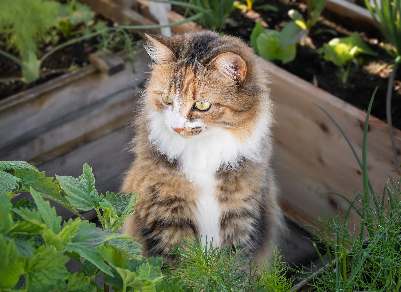Adorable cat behind cat mint, looking at something. Curios multicolored female torbie kitty framed by garden planters and foliage. Striking asymmetric face markings and yellow eyes. Selective focus.