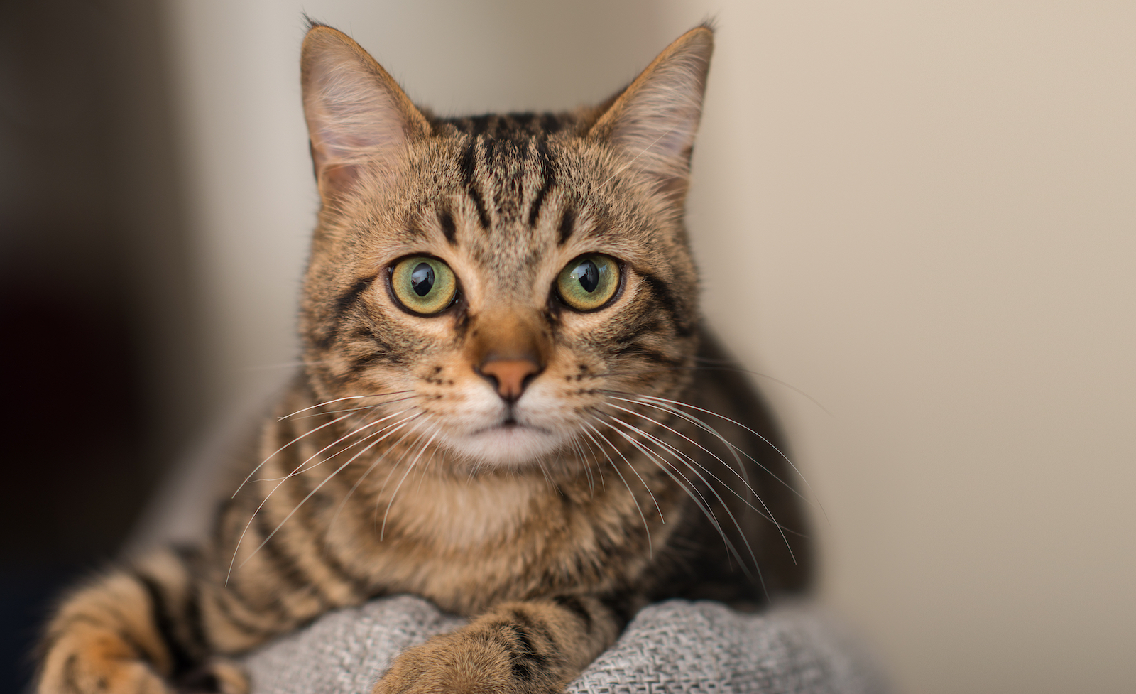 Relaxed domestic cat at home, indoor