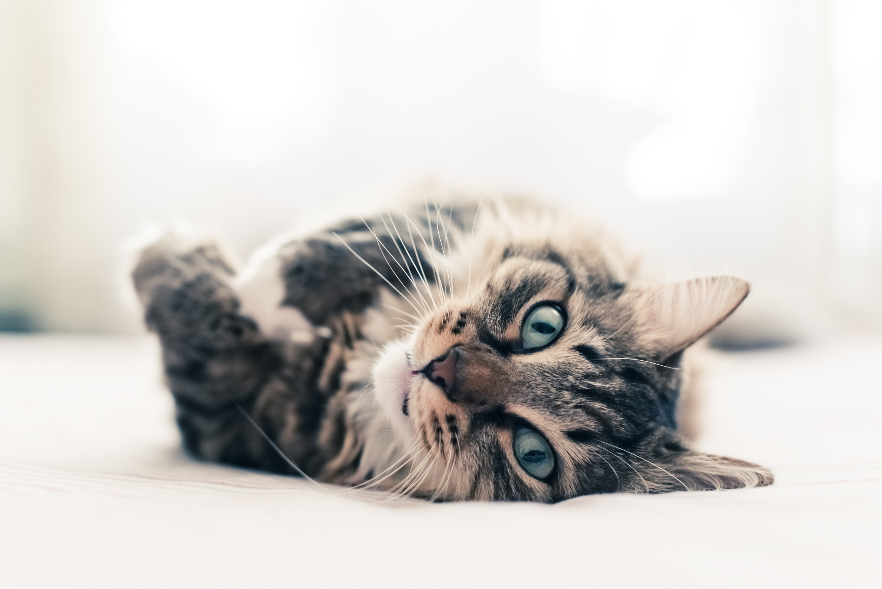 stock cat lying on back