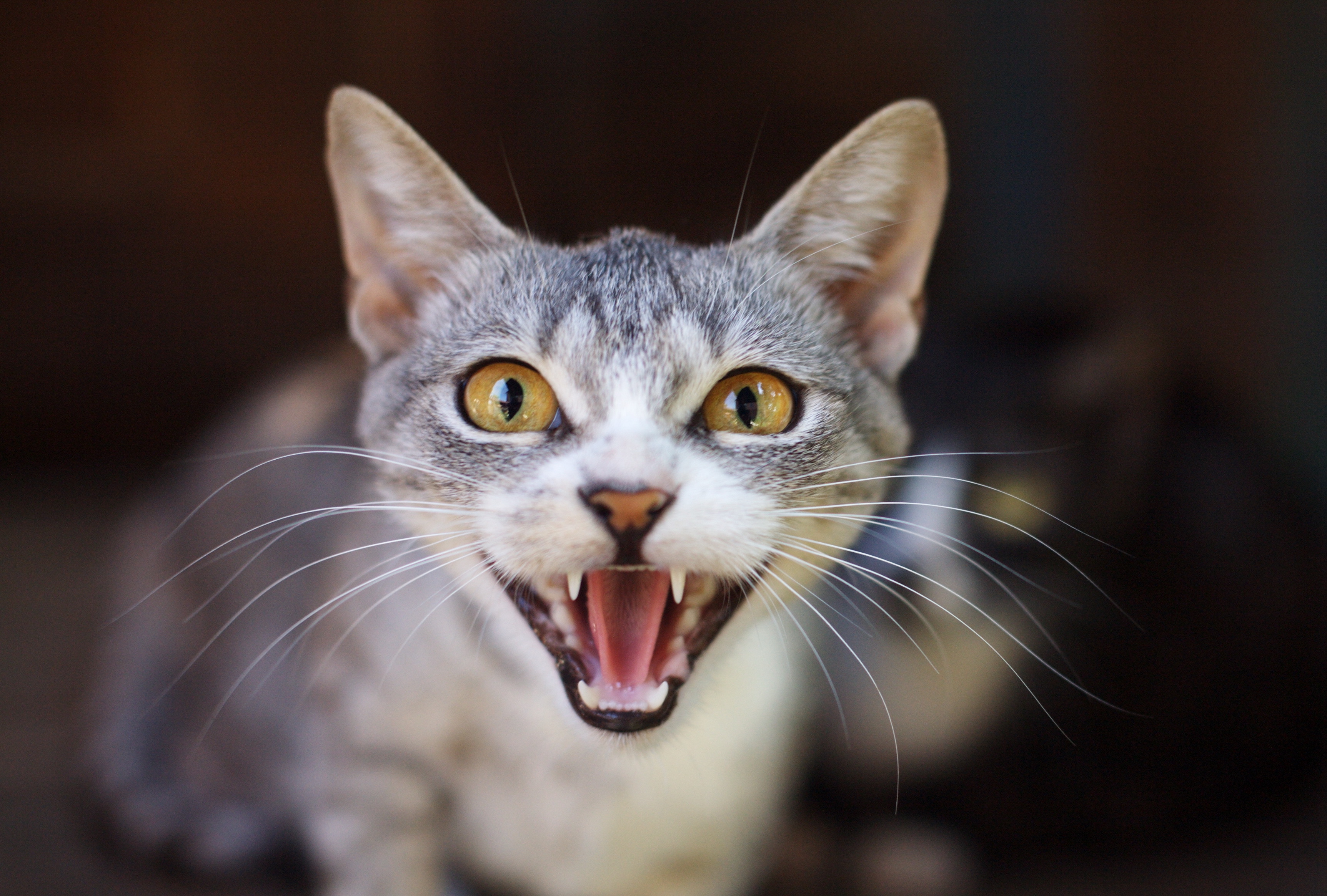 Cat in discontent The young cat nervously reacts to intervention during the life