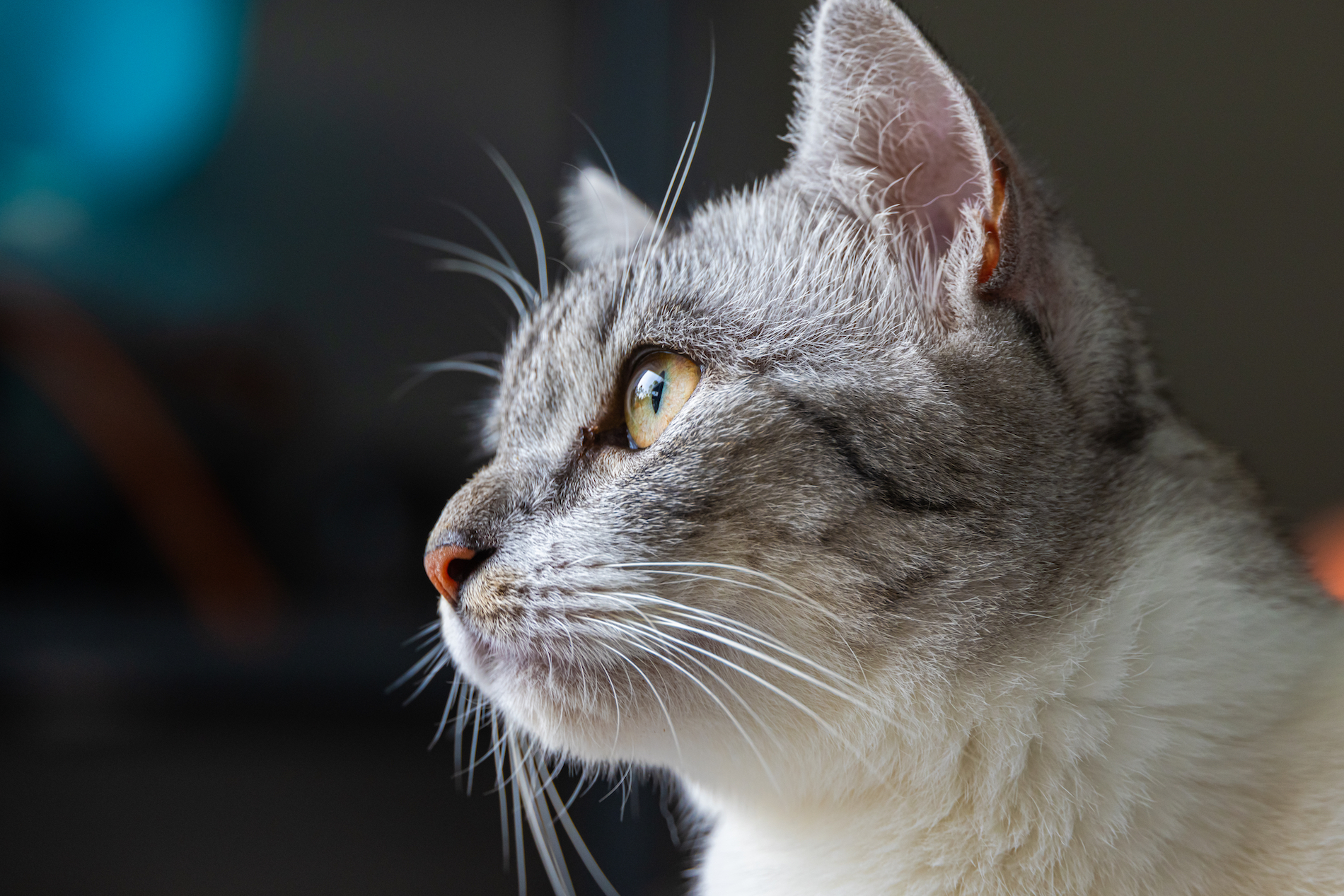 Close-up of a cat face. Portrait of a female kitten. Cat looks curious and alert. Detailed picture of a cats face with yellow clear eyes. Close up of cute feline face