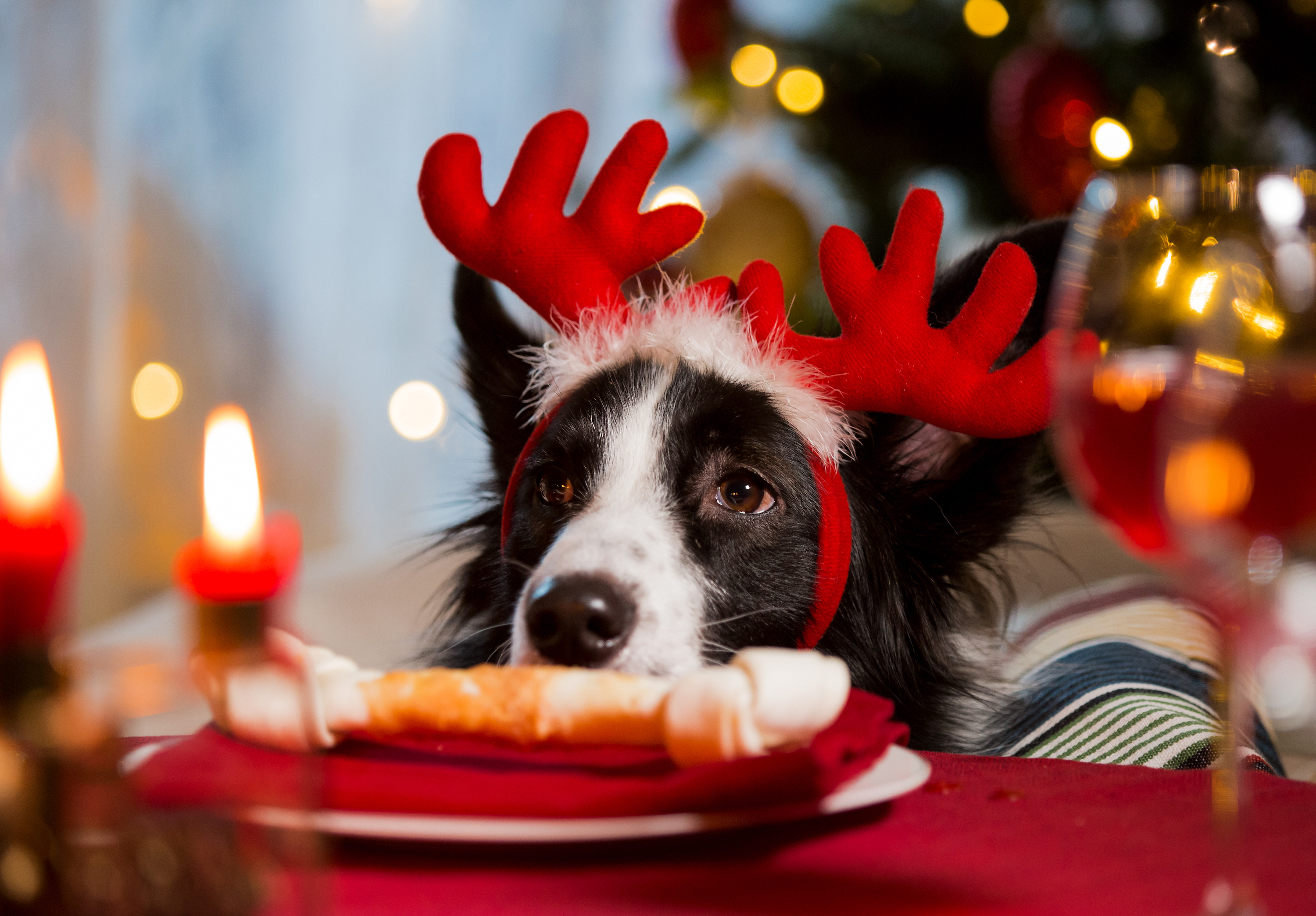 stock christmas dog