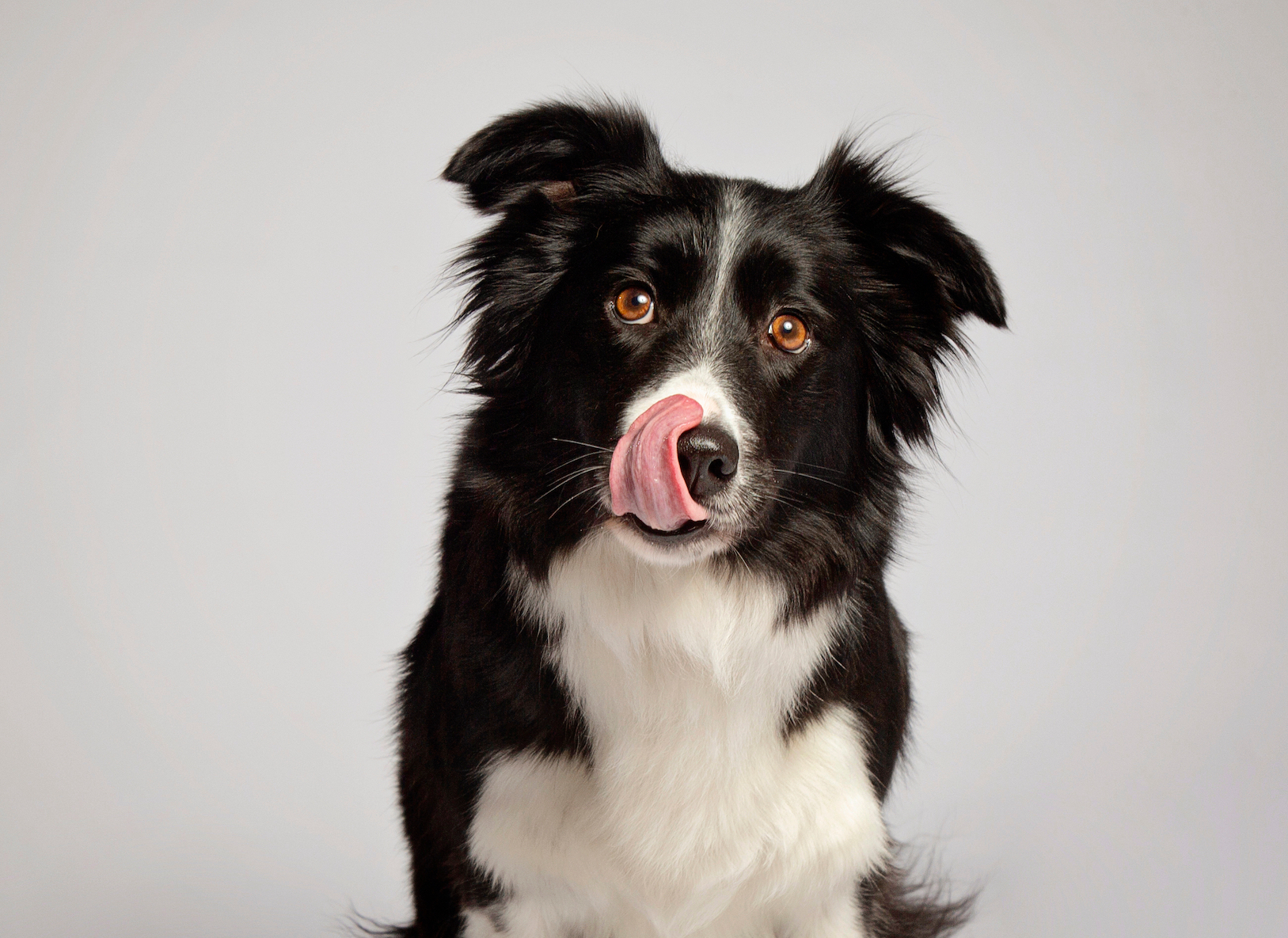 stock collie SML CROP