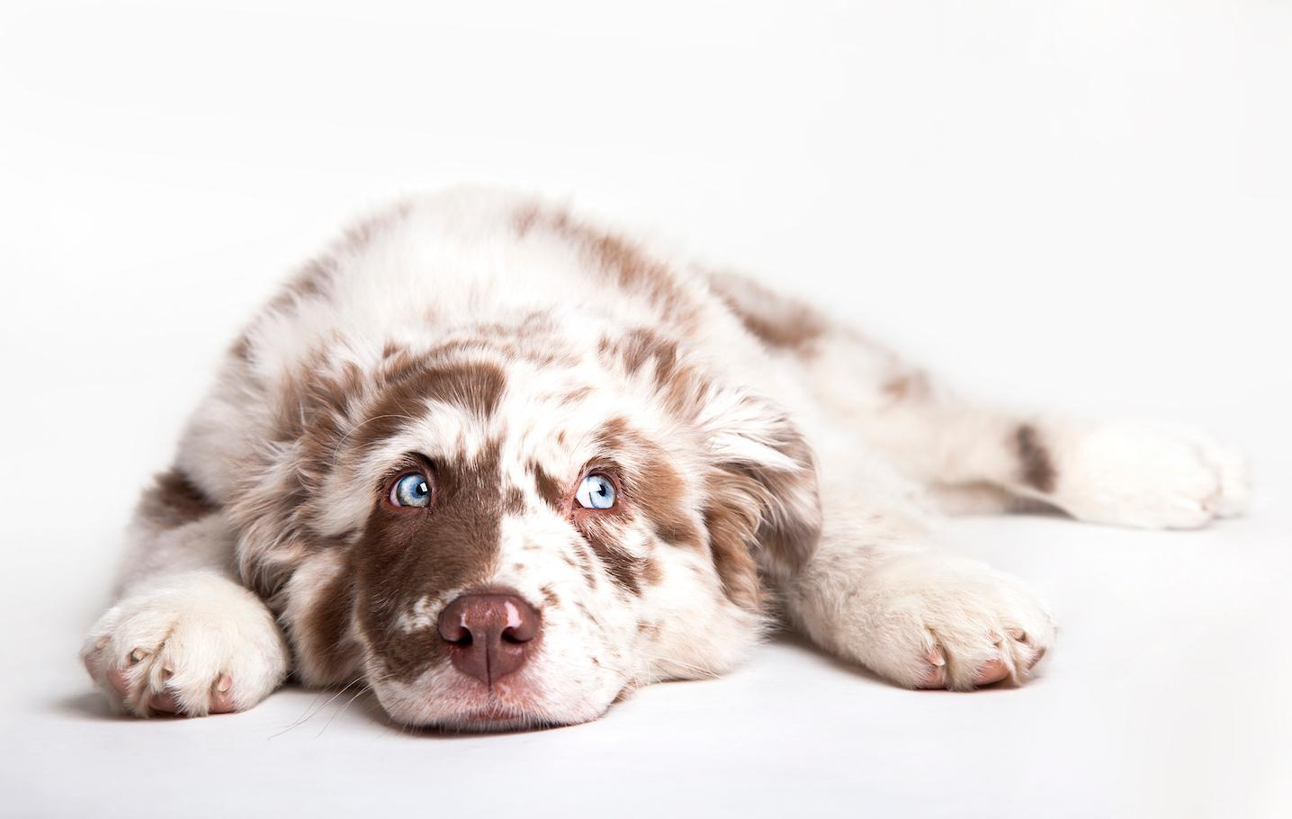 stock collie pup brownandwhite SMLL