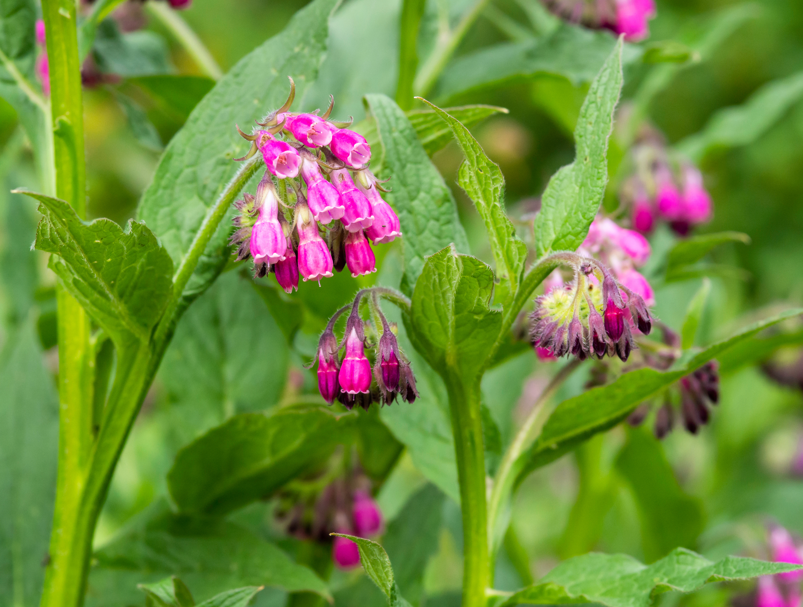 stock comfrey plant