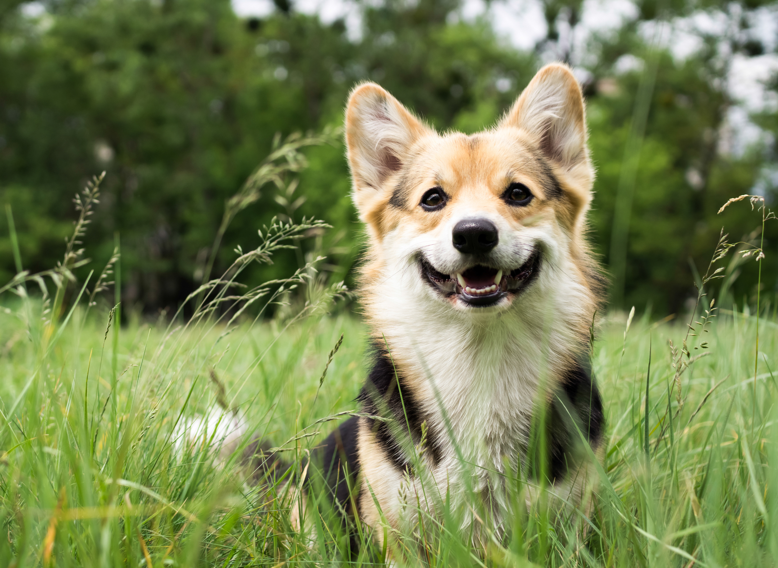 stock corgi pup SML