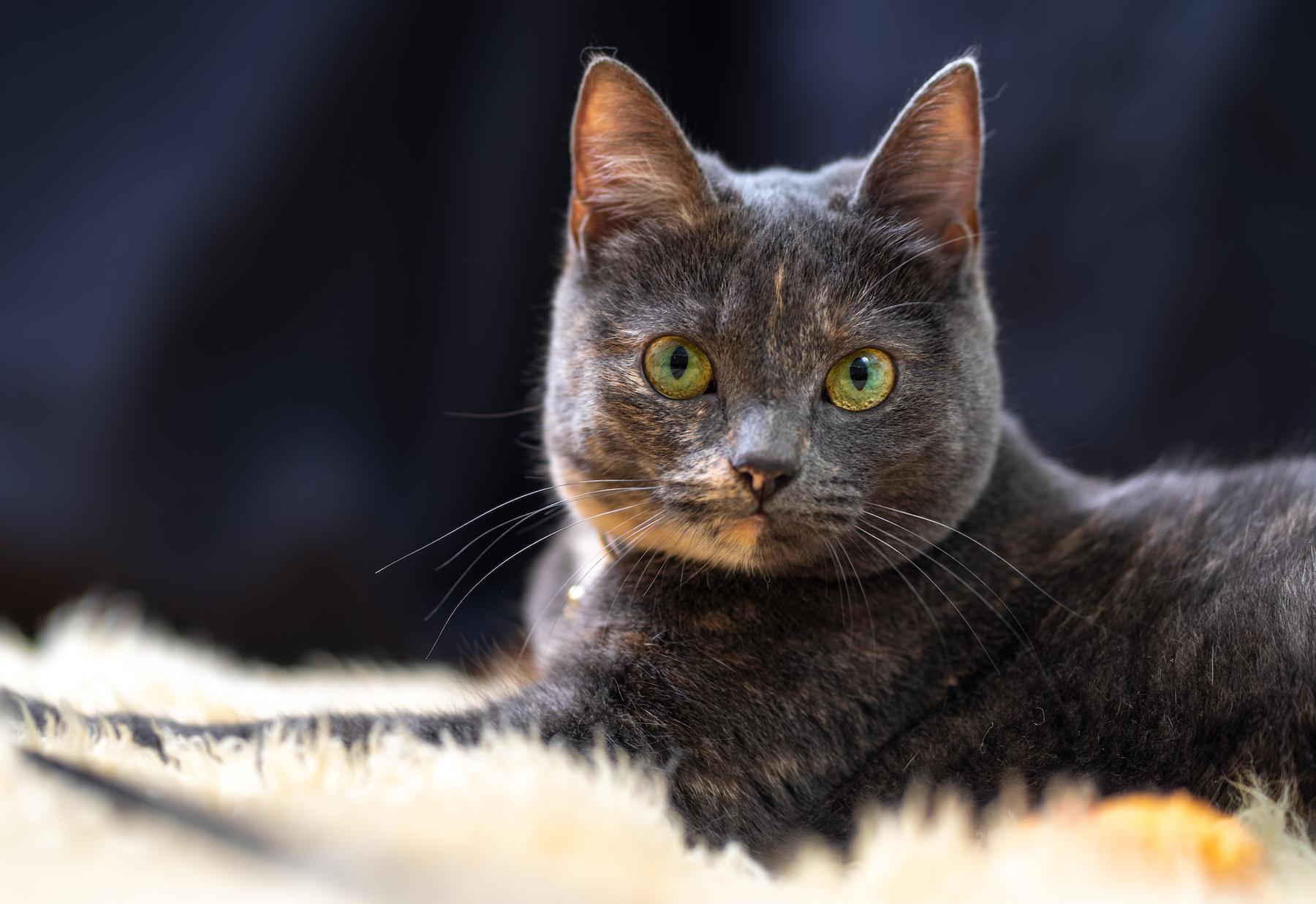 Grey house cat lying on the carpet