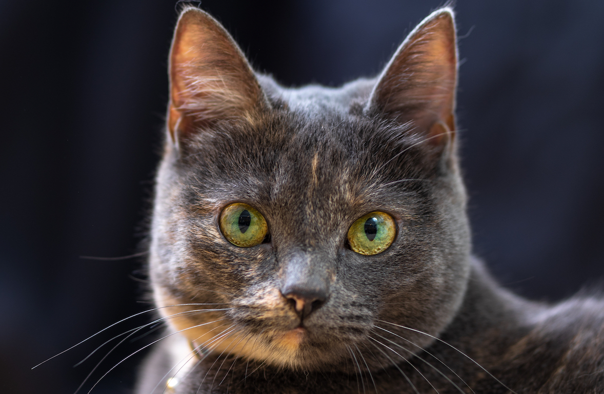 stock dark grey cat eyecloseup