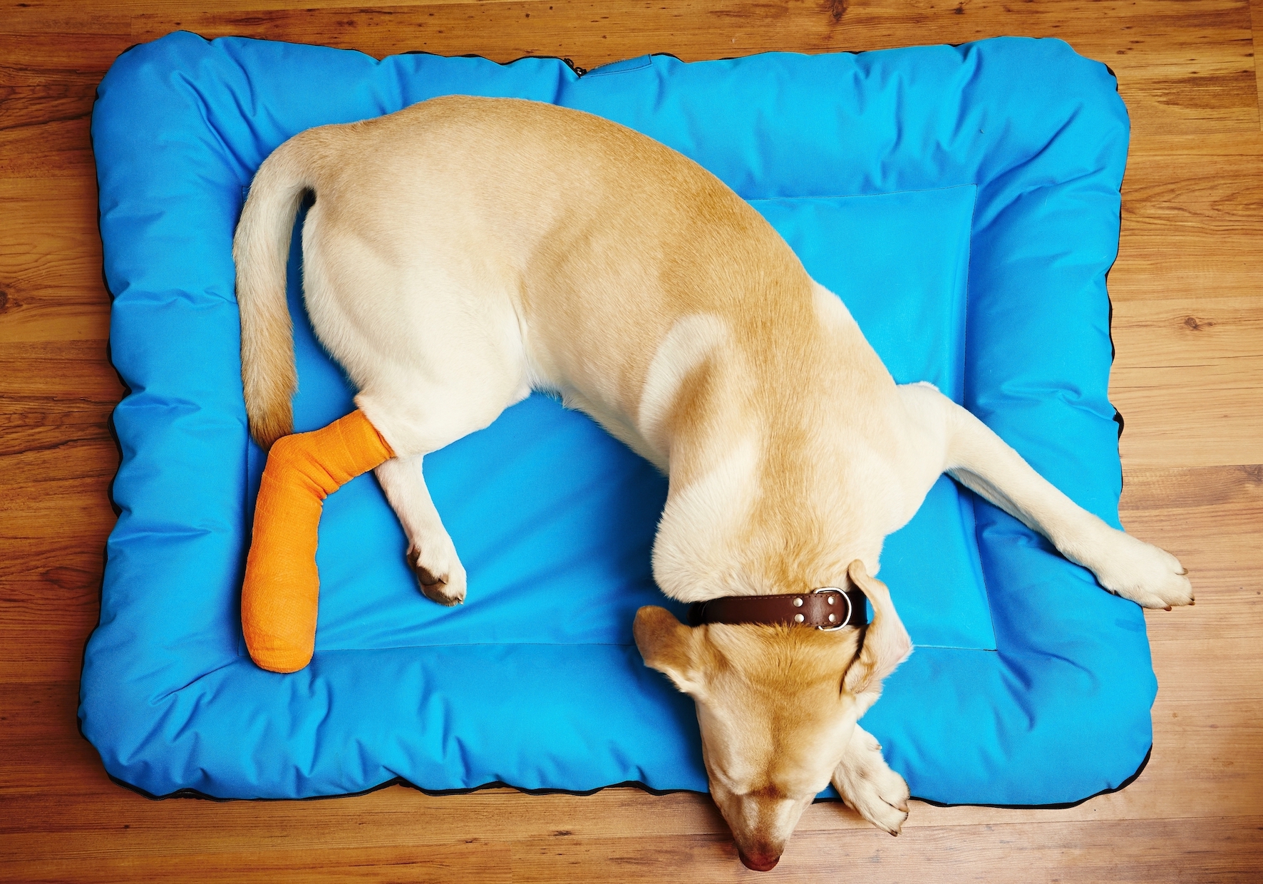 how to treat a dogs broken leg