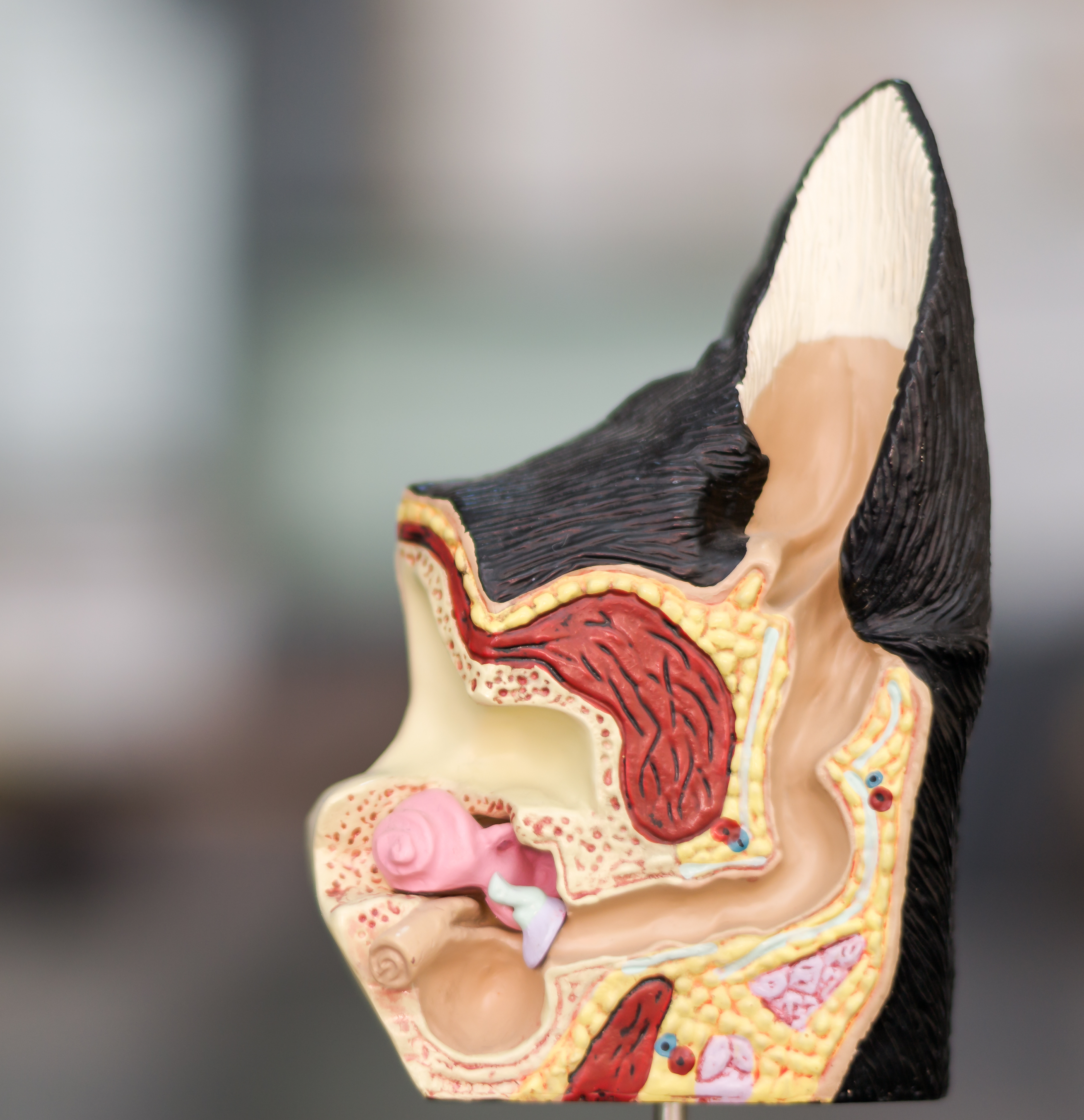 dog ear anatomy mold
