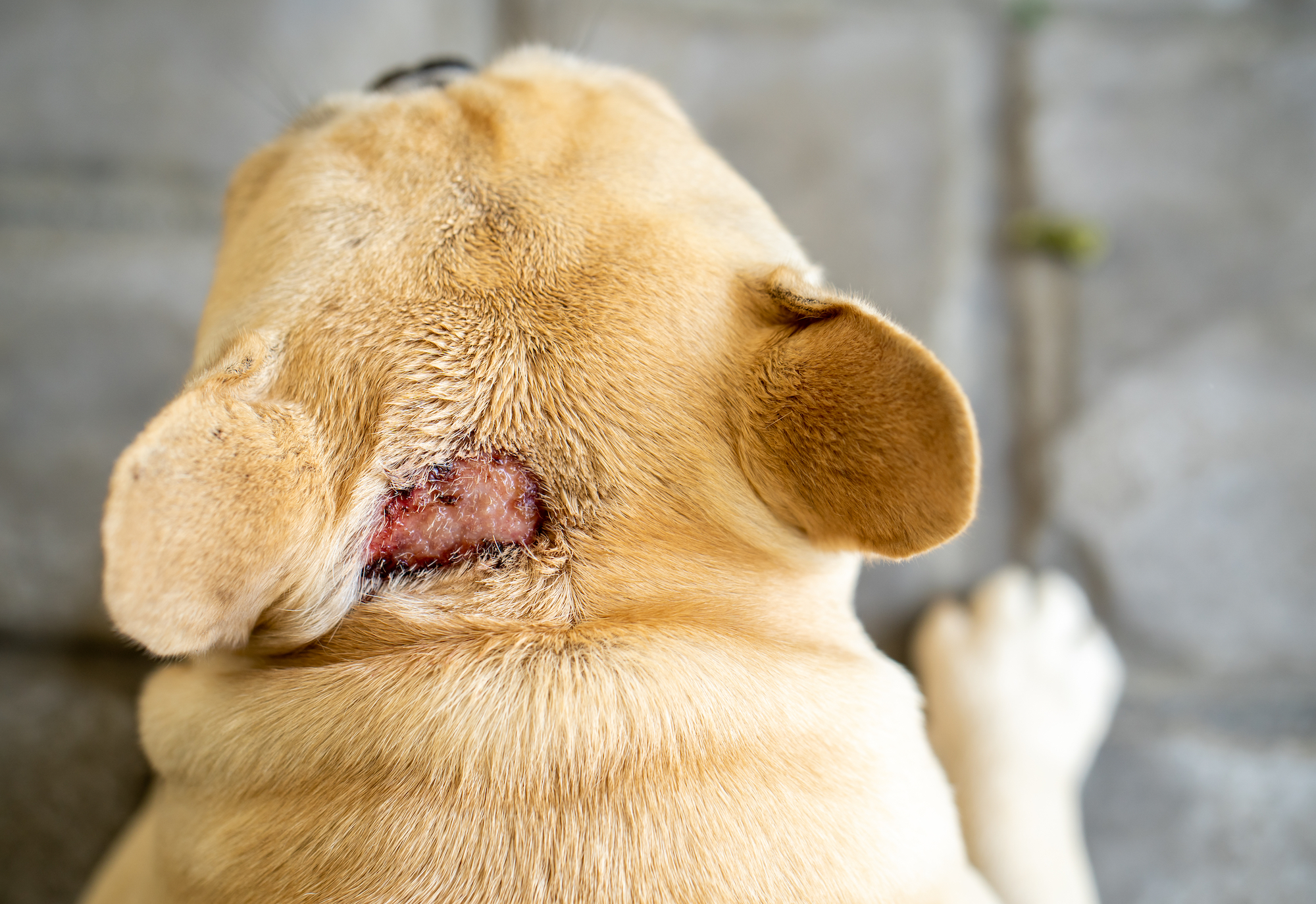 Hot spot on dog's neck during summer heat.