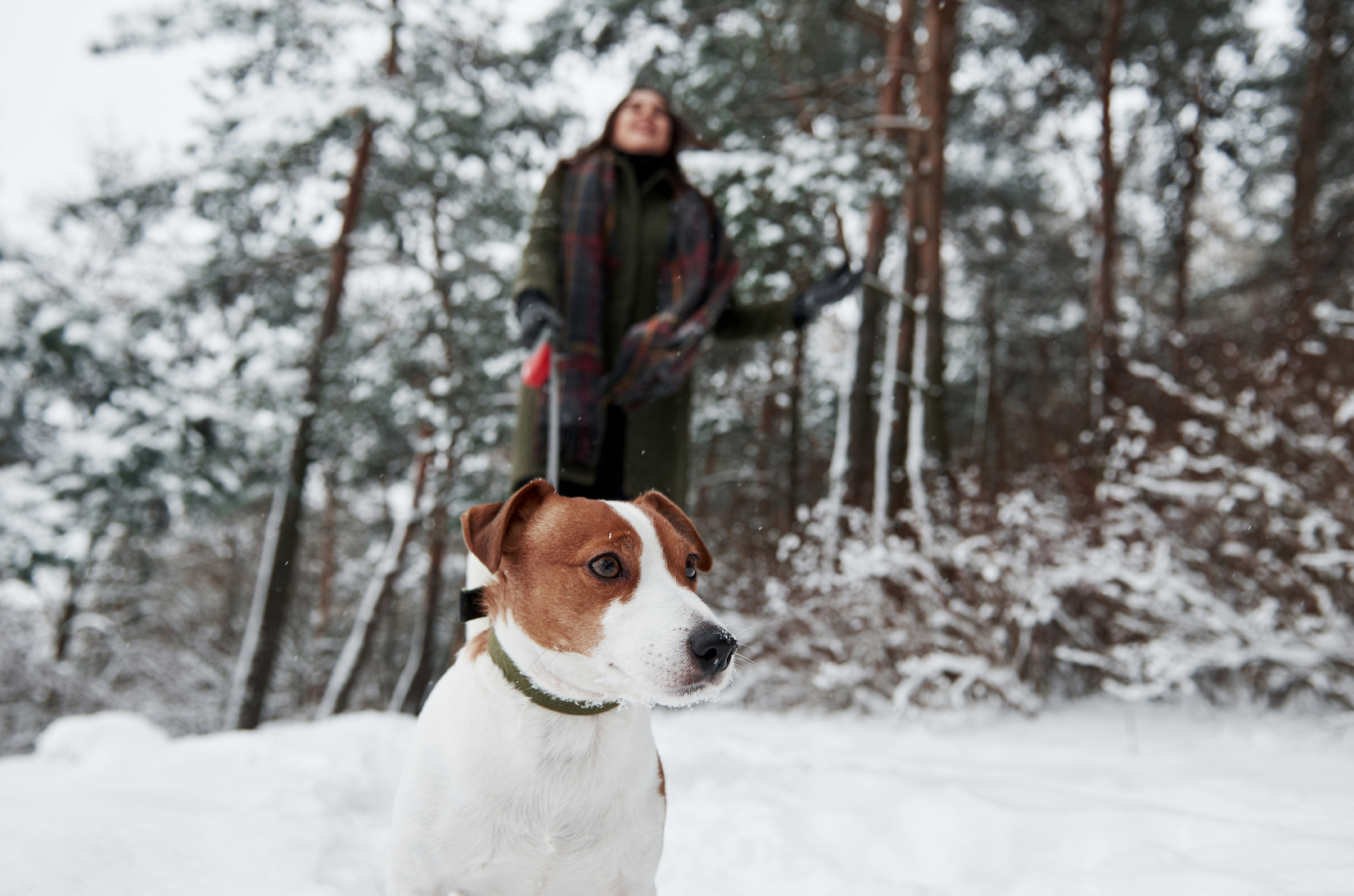 stock dog in the winter park SML