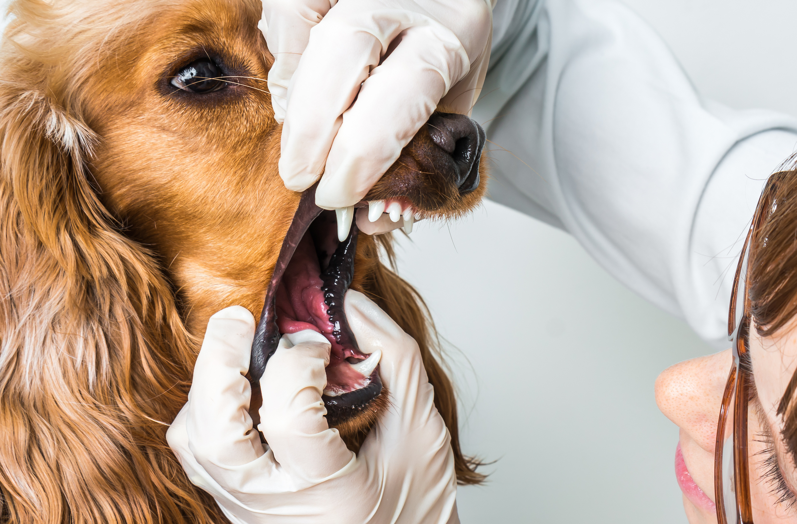 Veterinarian checks teeth to a dog - animal and pet veterinary care concept