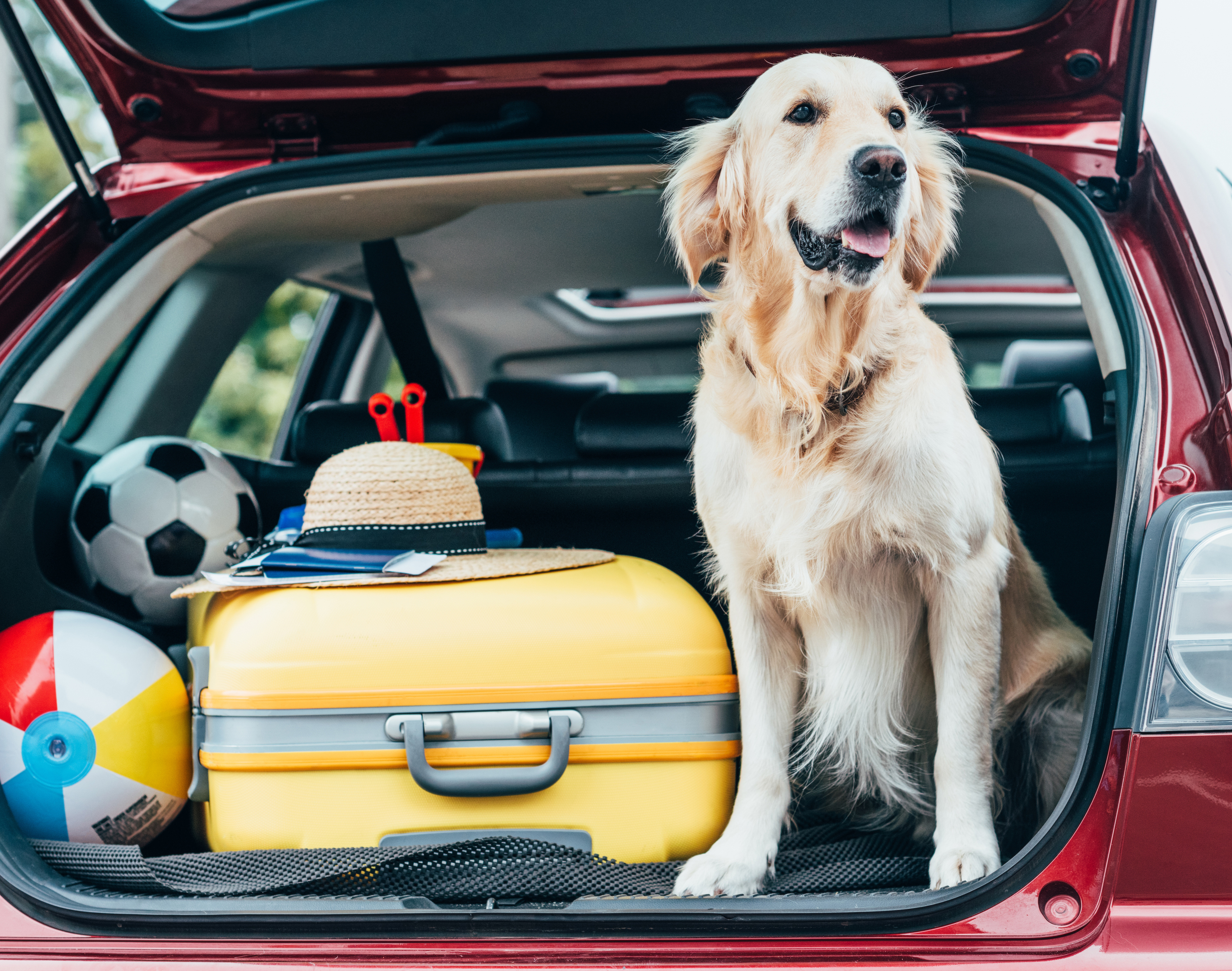 stock dog travel