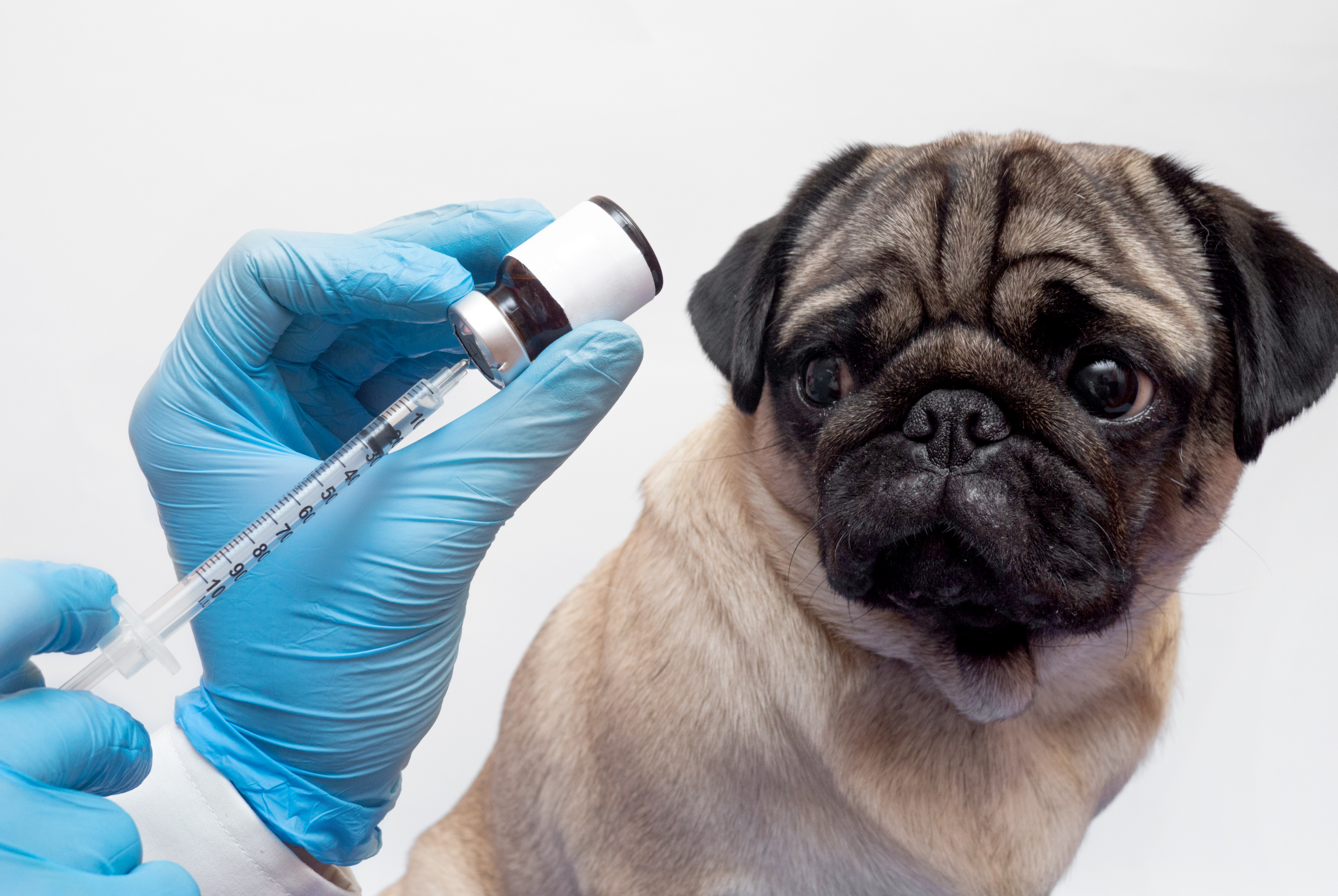 veterinarian in medical gloves giving an injection with a syringe to a pug dog, close up, vaccination of pets. a scientist draws a medicine into a syringe for testing on a pug dog