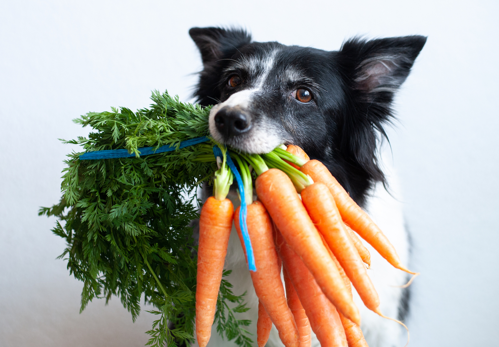 stock dog vegetables SMLL