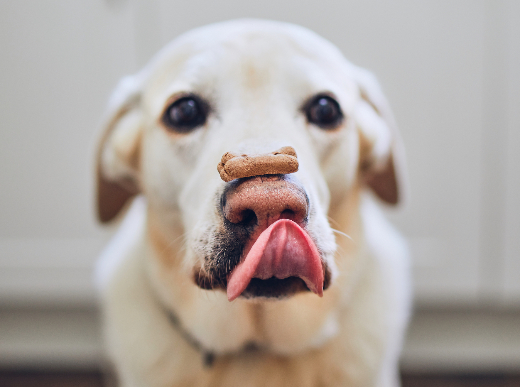 stock dogbiscuit labrador