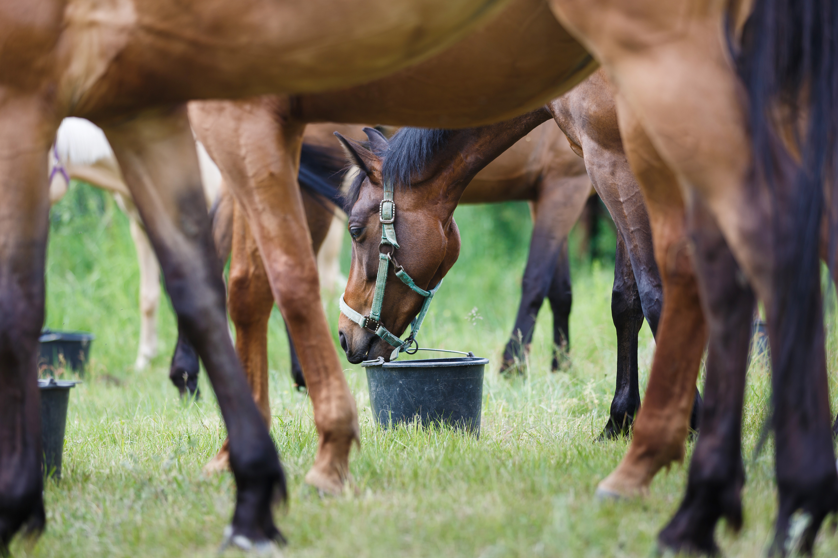 stock feedinghorses SMLL