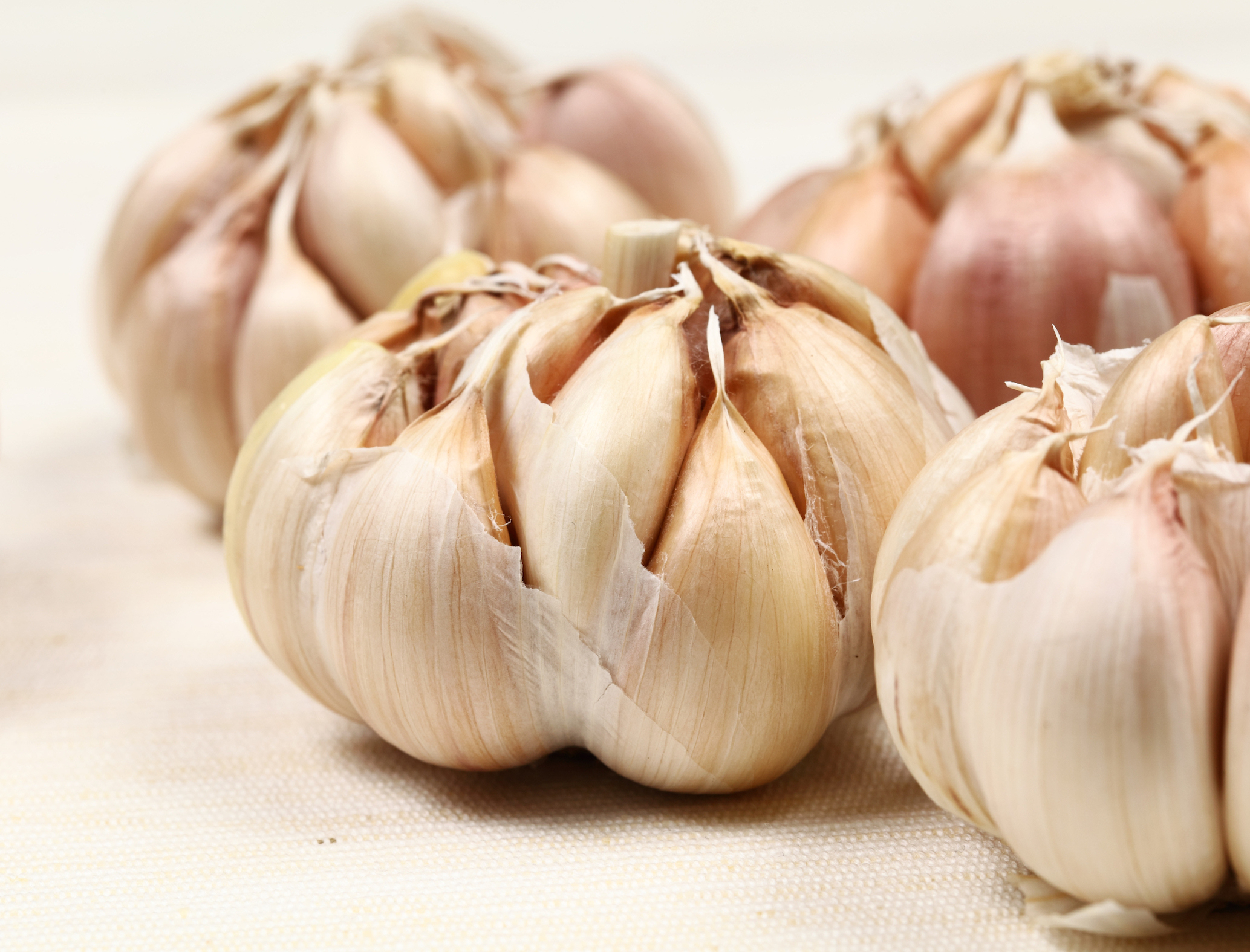 stock garlic smll