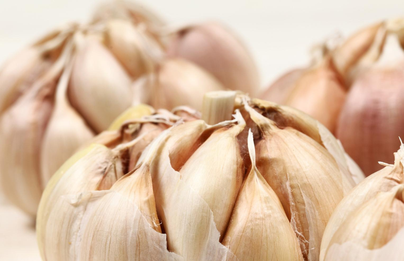 stock garlicb smll