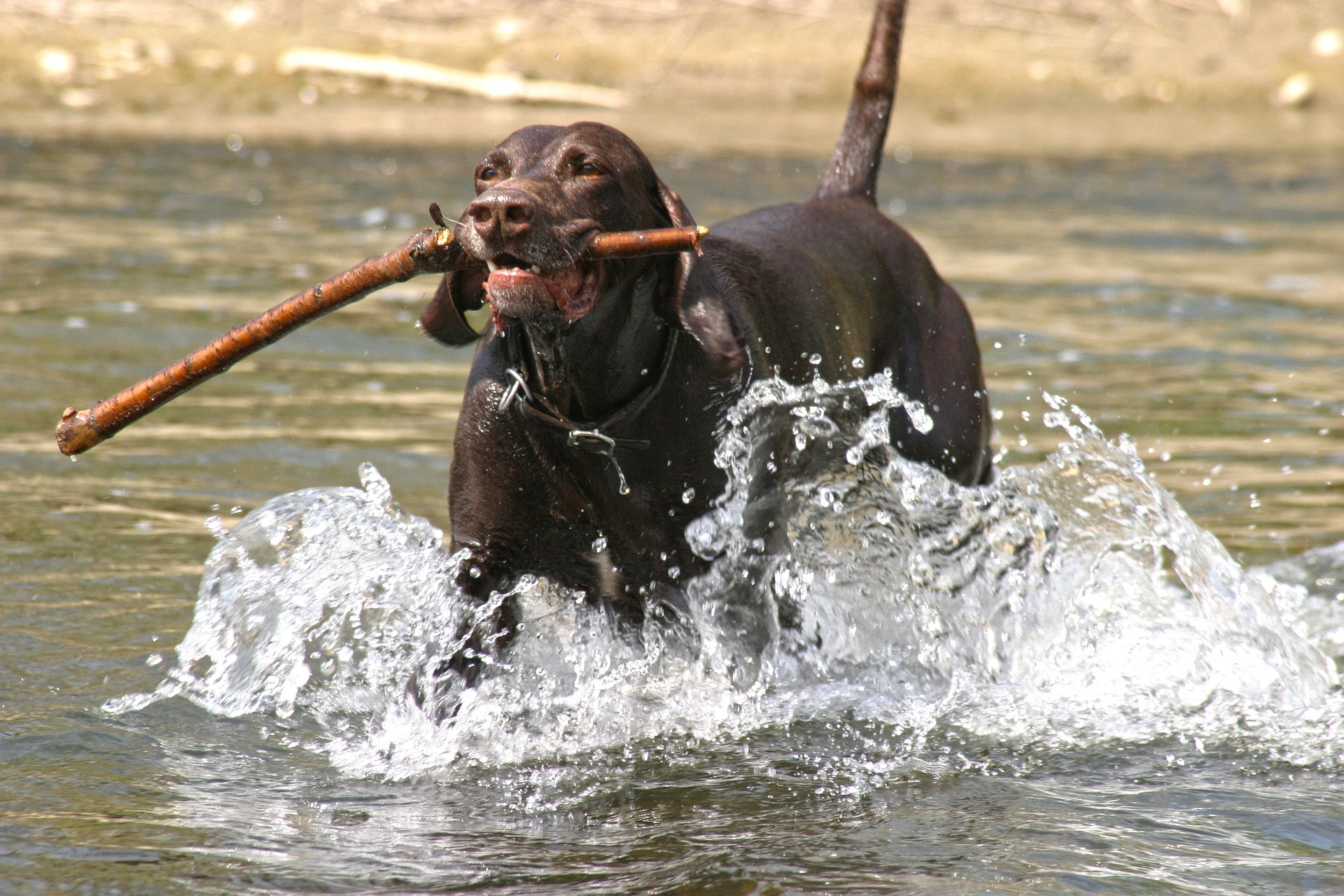 stock german pointer tree SMLL