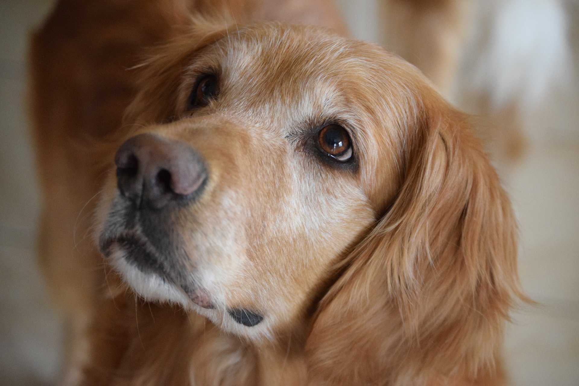 stock golden retriever LRG