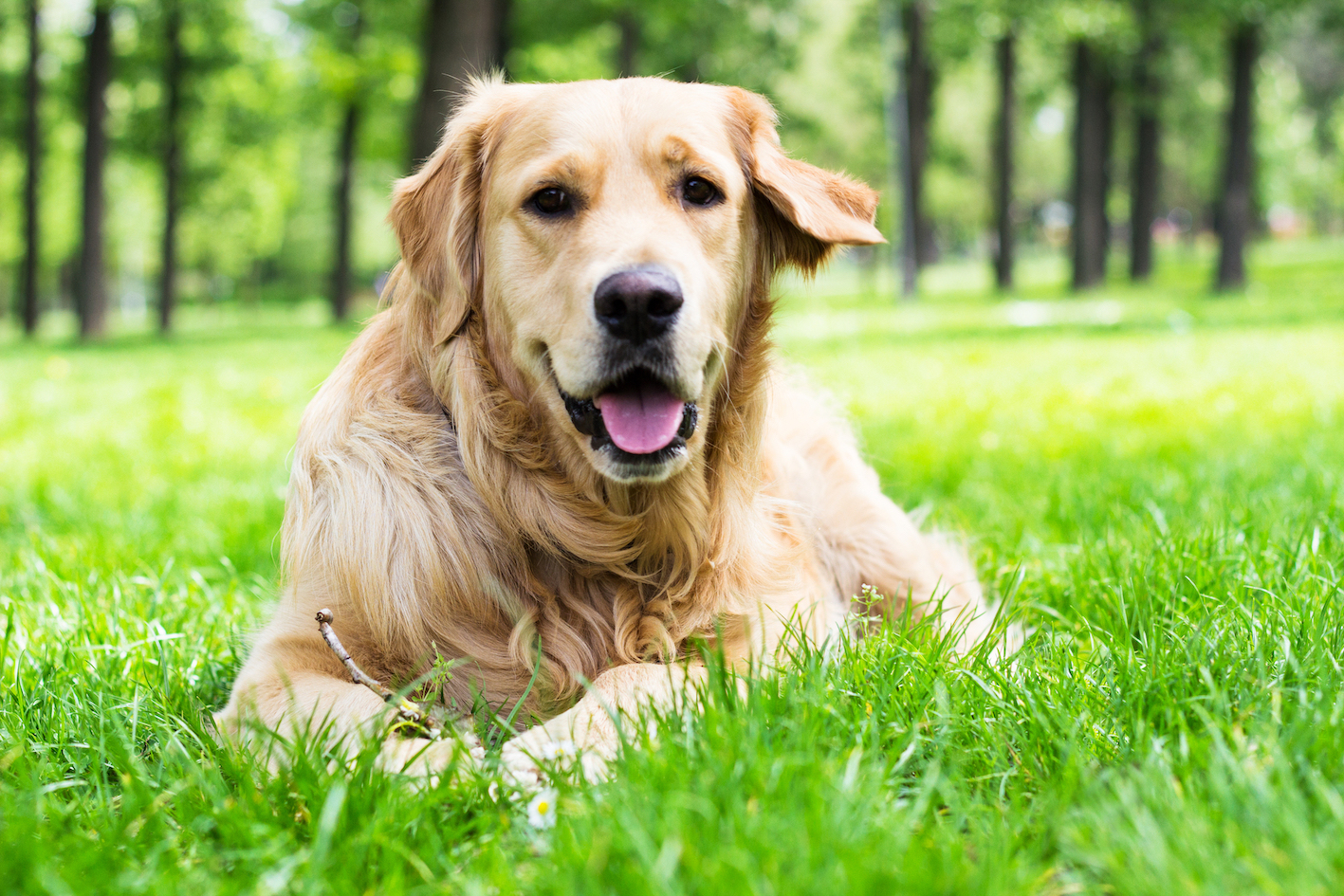 stock goldenretriever lyingdown SMLL