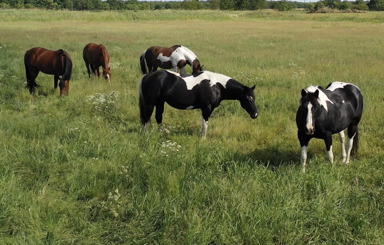 stock grazing pintos