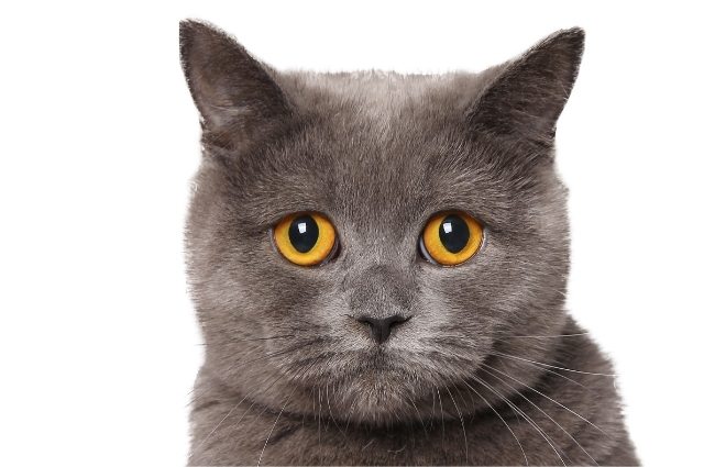 stock grey cat head SMLL
