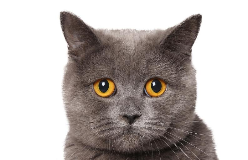 stock grey cat orange eyes SMLL