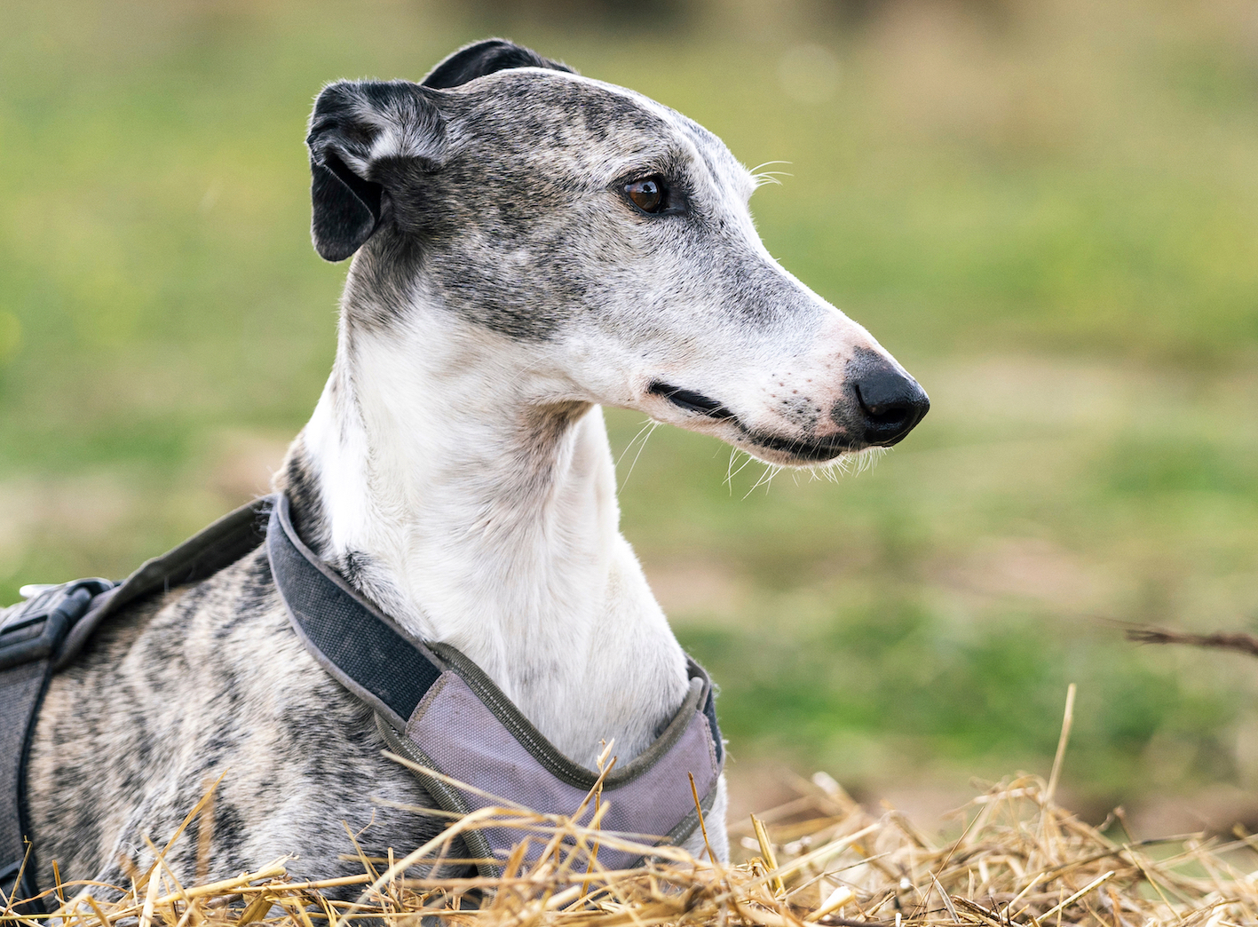 stock greyhound grey SMLL