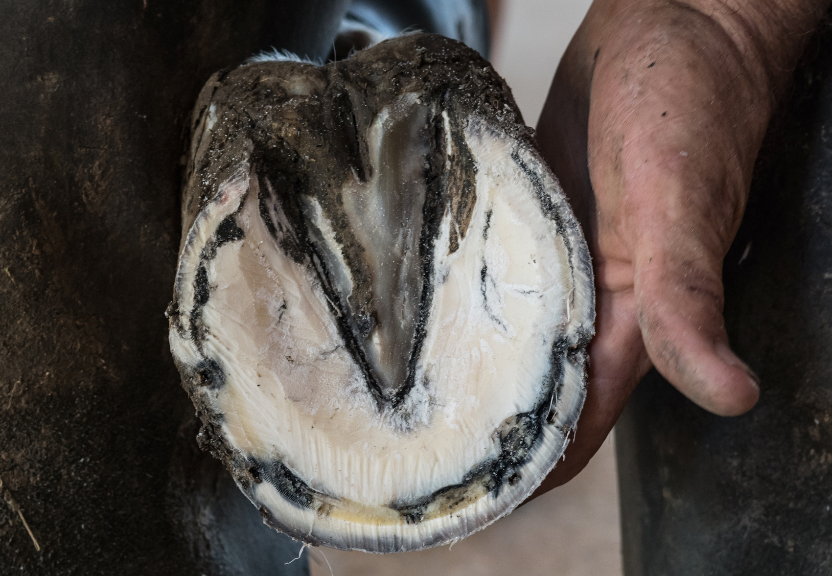 Hoof Abscesses In Horses McDowell s Herbal Treatments